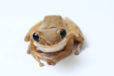 Ortak Güneydoğu Asya Ağaç Kurbağası - Beyazda izole lökositleri