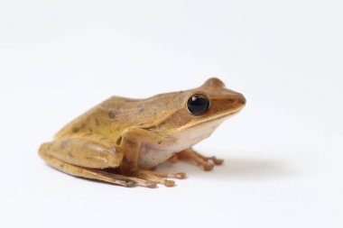 Ortak Güneydoğu Asya Ağaç Kurbağası - Beyazda izole lökositleri