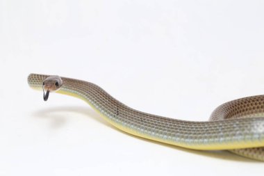 Ptyas Korros, Çin sıçan yılanı veya Hint-Çin fare yılanı olarak da bilinir, Güneydoğu Asya 'ya özgü, beyaz arka planda yaşayan bir yılan türüdür.