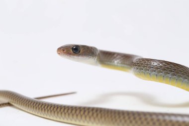 Ptyas Korros, Çin sıçan yılanı veya Hint-Çin fare yılanı olarak da bilinir, Güneydoğu Asya 'ya özgü, beyaz arka planda yaşayan bir yılan türüdür.