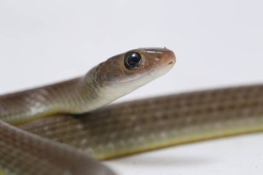 Ptyas Korros, Çin sıçan yılanı veya Hint-Çin fare yılanı olarak da bilinir, Güneydoğu Asya 'ya özgü, beyaz arka planda yaşayan bir yılan türüdür.