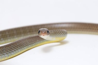 Ptyas Korros, Çin sıçan yılanı veya Hint-Çin fare yılanı olarak da bilinir, Güneydoğu Asya 'ya özgü, beyaz arka planda yaşayan bir yılan türüdür.