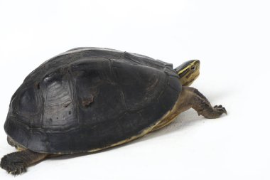Amboina kutulu kaplumbağa (Cuora amboinensis) veya beyaz arka planda izole edilmiş güneydoğu Asya kutulu kaplumbağa.