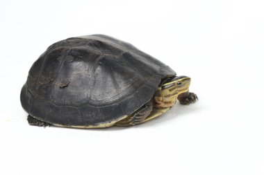 Amboina kutulu kaplumbağa (Cuora amboinensis) veya beyaz arka planda izole edilmiş güneydoğu Asya kutulu kaplumbağa.