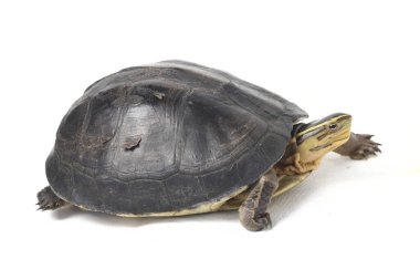 Amboina kutulu kaplumbağa (Cuora amboinensis) veya beyaz arka planda izole edilmiş güneydoğu Asya kutulu kaplumbağa.