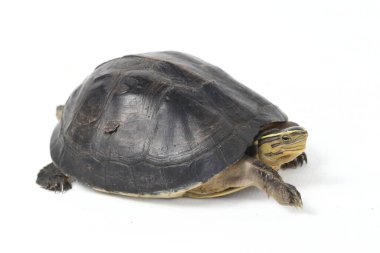 Amboina kutulu kaplumbağa (Cuora amboinensis) veya beyaz arka planda izole edilmiş güneydoğu Asya kutulu kaplumbağa.