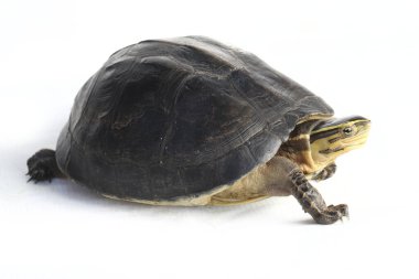 Amboina kutulu kaplumbağa (Cuora amboinensis) veya beyaz arka planda izole edilmiş güneydoğu Asya kutulu kaplumbağa.