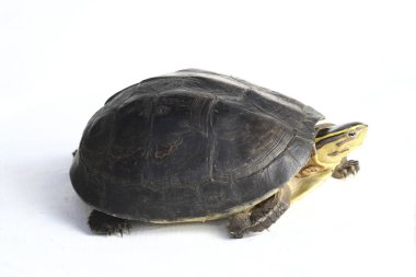 Amboina kutulu kaplumbağa (Cuora amboinensis) veya beyaz arka planda izole edilmiş güneydoğu Asya kutulu kaplumbağa.