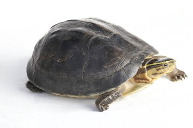 Amboina kutulu kaplumbağa (Cuora amboinensis) veya beyaz arka planda izole edilmiş güneydoğu Asya kutulu kaplumbağa.