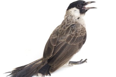 Islak başlı bülbül (Pycnonotus aurigaster), Bulbul familyasından bir kuş türü. Güneydoğu Asya 'da bulunur. beyaz arkaplanda izole