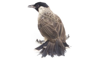 Islak başlı bülbül (Pycnonotus aurigaster), Bulbul familyasından bir kuş türü. Güneydoğu Asya 'da bulunur. beyaz arkaplanda izole