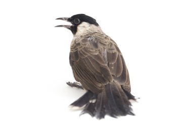 Islak başlı bülbül (Pycnonotus aurigaster), Bulbul familyasından bir kuş türü. Güneydoğu Asya 'da bulunur. beyaz arkaplanda izole