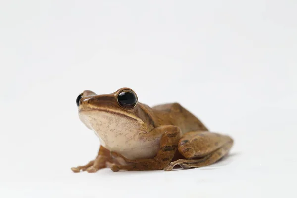 Rana Arbórea Común Del Sudeste Asiático Polypedates Leucomystax Aislado Blanco —  Fotos de Stock