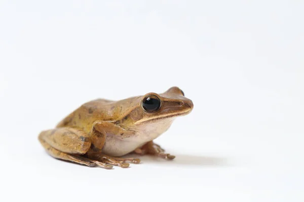 Common Southeast Asian Tree Frog Polypedates Leucomystax Geïsoleerd Wit — Stockfoto