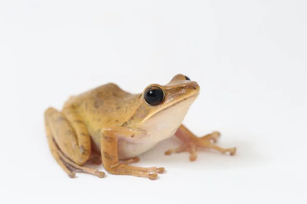 Rana Arbórea Común Del Sudeste Asiático Polypedates Leucomystax Aislado Blanco —  Fotos de Stock