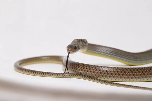 Ptyas Korros Uma Espécie Cobra Gênero Ptyas Pertencente Família Asteraceae — Fotografia de Stock