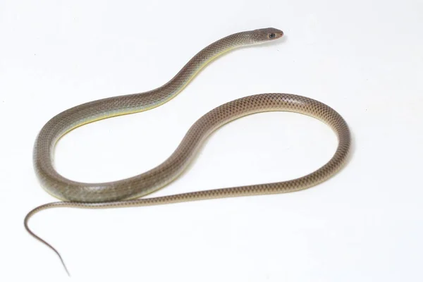 Ptyas Korros Chinese Rat Snake 배경에 고립된 동남아시아에서 토착종 Colubrid — 스톡 사진