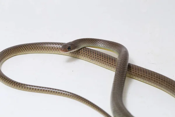 Ptyas Korros Chinese Rat Snake 배경에 고립된 동남아시아에서 토착종 Colubrid — 스톡 사진