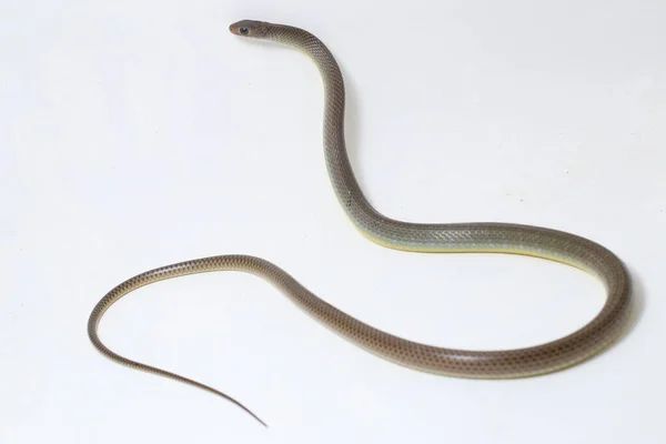 Ptyas Korros Chinese Rat Snake 배경에 고립된 동남아시아에서 토착종 Colubrid — 스톡 사진