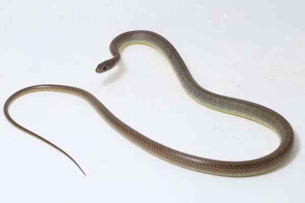 Ptyas Korros Chinese Rat Snake 배경에 고립된 동남아시아에서 토착종 Colubrid — 스톡 사진