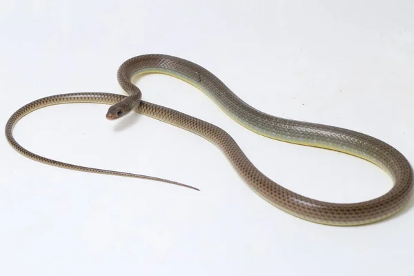 Ptyas Korros Chinese Rat Snake 배경에 고립된 동남아시아에서 토착종 Colubrid — 스톡 사진