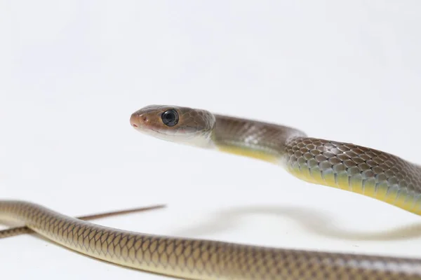 Ptyas Korros Chinese Rat Snake 배경에 고립된 동남아시아에서 토착종 Colubrid — 스톡 사진