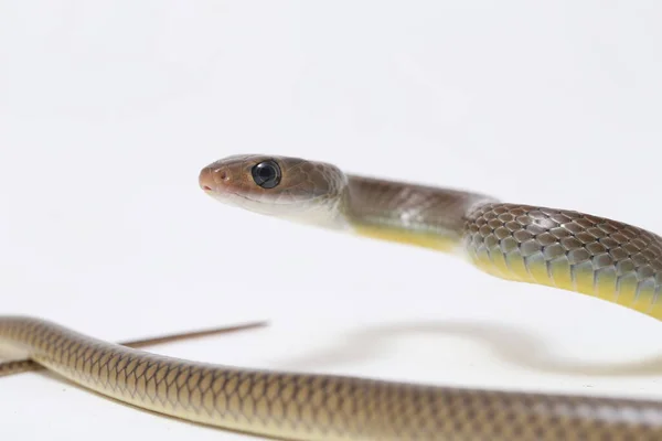 Ptyas Korros Uma Espécie Cobra Gênero Ptyas Pertencente Família Asteraceae — Fotografia de Stock