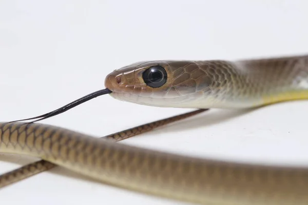 Ptyas Korros Est Une Espèce Serpent Colubridé Endémique Asie Sud — Photo