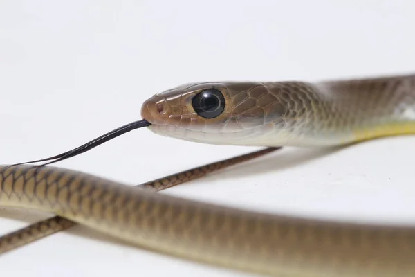 Ptyas Korros Comunemente Noto Come Serpente Cratere Cinese Serpente Ratto — Foto Stock