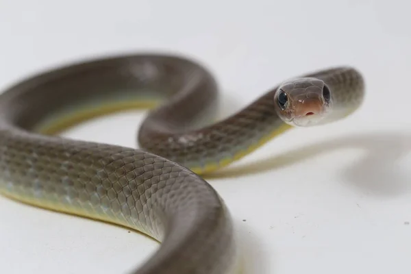 Ptyas Korros Uma Espécie Cobra Gênero Ptyas Pertencente Família Asteraceae — Fotografia de Stock