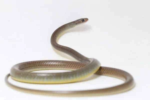 Ptyas Korros Est Une Espèce Serpent Colubridé Endémique Asie Sud — Photo