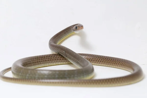 Ptyas Korros Chinese Rat Snake 배경에 고립된 동남아시아에서 토착종 Colubrid — 스톡 사진