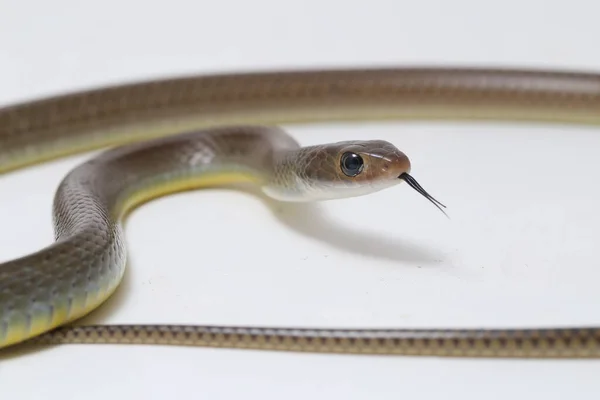 Chinese Ratslang Ptyas Korros Een Slang Uit Familie Slangen Colubridae — Stockfoto