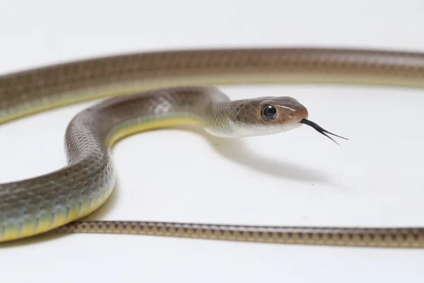 Ptyas Korros Uma Espécie Cobra Gênero Ptyas Pertencente Família Asteraceae — Fotografia de Stock