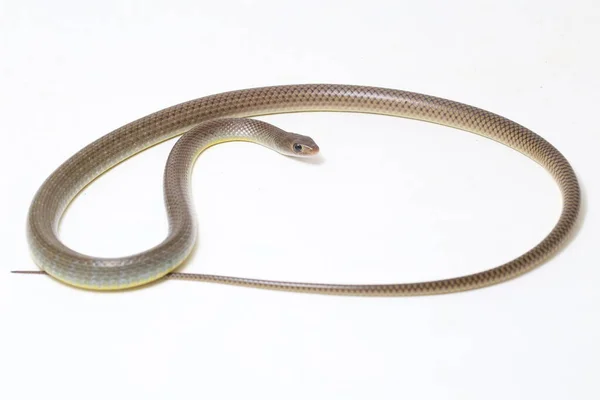 黄鼠狼 Ptyas Korros 俗称中国鼠龙或印度支那蛇 Indo Chinese Rat Snake 是一种原产于东南亚 以白色为背景的甲壳类蛇 — 图库照片