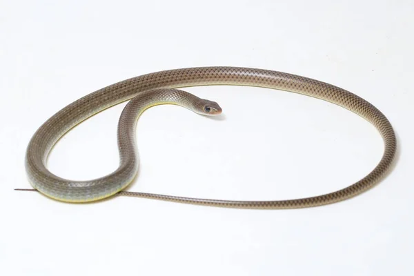 黄鼠狼 Ptyas Korros 俗称中国鼠龙或印度支那蛇 Indo Chinese Rat Snake 是一种原产于东南亚 以白色为背景的甲壳类蛇 — 图库照片