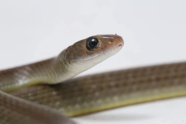 Ptyas Korros Uma Espécie Cobra Gênero Ptyas Pertencente Família Asteraceae — Fotografia de Stock