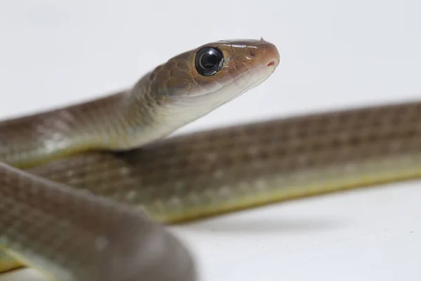 Ptyas Korros Chinese Rat Snake 배경에 고립된 동남아시아에서 토착종 Colubrid — 스톡 사진