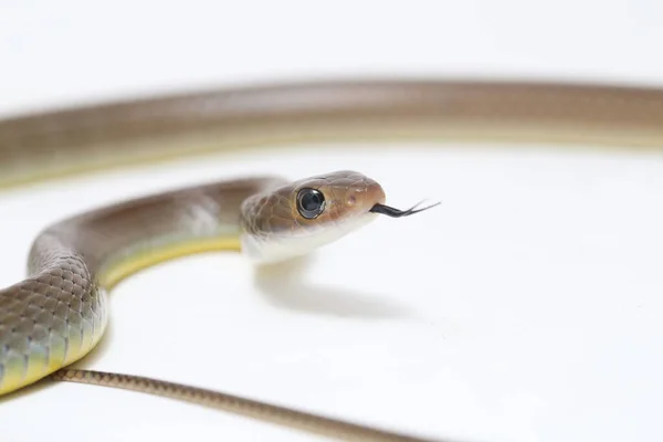 Ptyas Korros Uma Espécie Cobra Gênero Ptyas Pertencente Família Asteraceae — Fotografia de Stock