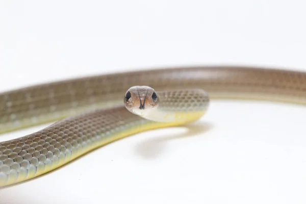 Ptyas Korros Chinese Rat Snake 배경에 고립된 동남아시아에서 토착종 Colubrid — 스톡 사진