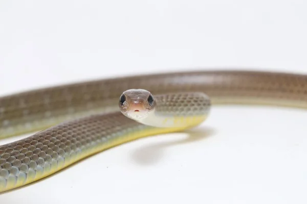 Ptyas Korros Chinese Rat Snake 배경에 고립된 동남아시아에서 토착종 Colubrid — 스톡 사진