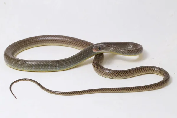 Ptyas Korros Comúnmente Conocida Como Serpiente Rata China Serpiente Rata —  Fotos de Stock