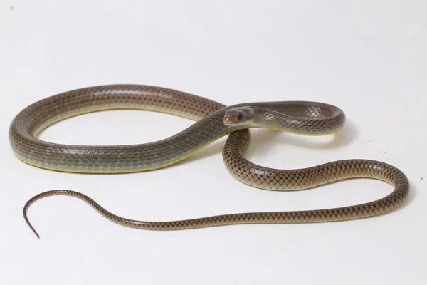 黄鼠狼 Ptyas Korros 俗称中国鼠龙或印度支那蛇 Indo Chinese Rat Snake 是一种原产于东南亚 以白色为背景的甲壳类蛇 — 图库照片