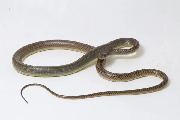 Ptyas Korros Chinese Rat Snake 배경에 고립된 동남아시아에서 토착종 Colubrid — 스톡 사진