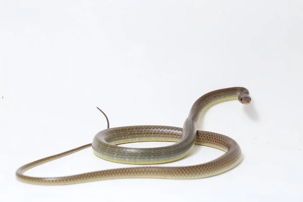 Ptyas Korros Chinese Rat Snake 배경에 고립된 동남아시아에서 토착종 Colubrid — 스톡 사진