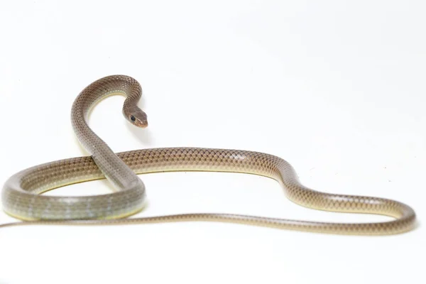 Ptyas Korros Chinese Rat Snake 배경에 고립된 동남아시아에서 토착종 Colubrid — 스톡 사진