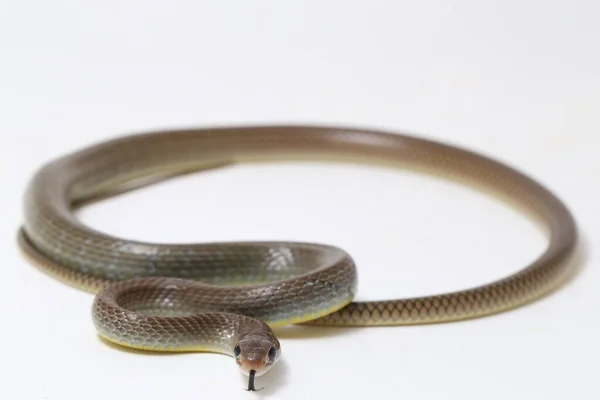 Ptyas Korros Chinese Rat Snake 배경에 고립된 동남아시아에서 토착종 Colubrid — 스톡 사진