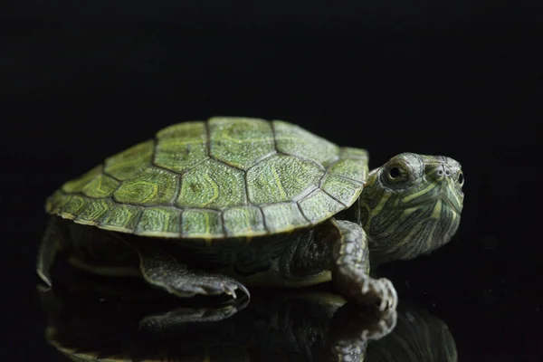 Slider Orelhas Vermelhas Trachemys Scripta Elegans Isolado Fundo Preto — Fotografia de Stock