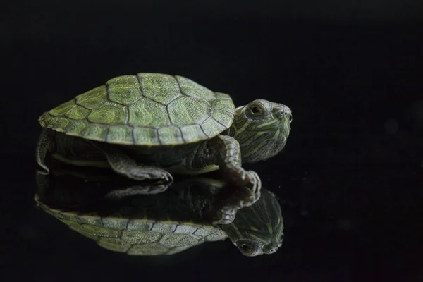 Slider Orelhas Vermelhas Trachemys Scripta Elegans Isolado Fundo Preto — Fotografia de Stock