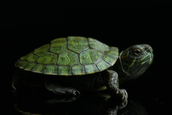 Piros Fülű Csúszó Trachemys Scripta Elegans Elszigetelt Fekete Alapon — Stock Fotó